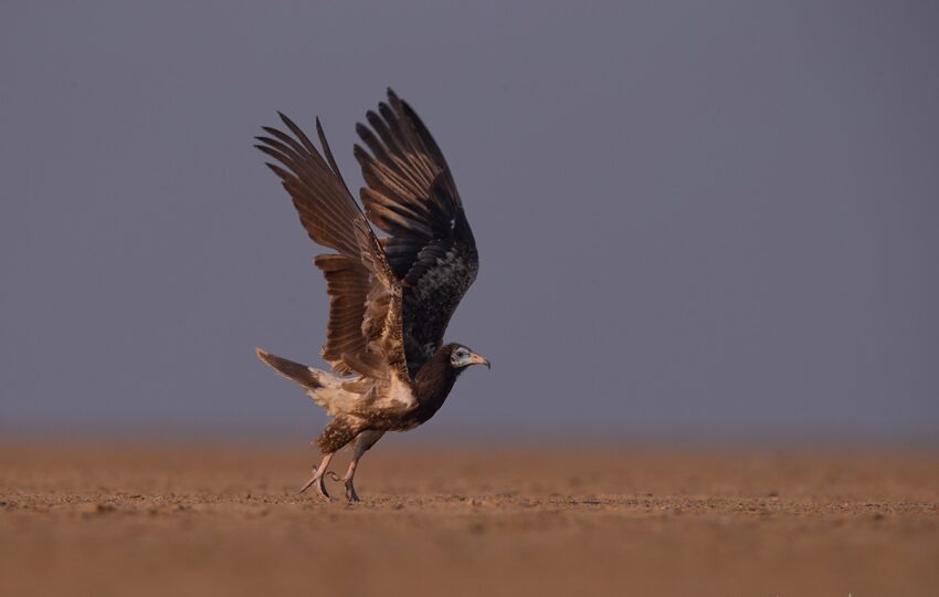 Rann-of-kuch-G05