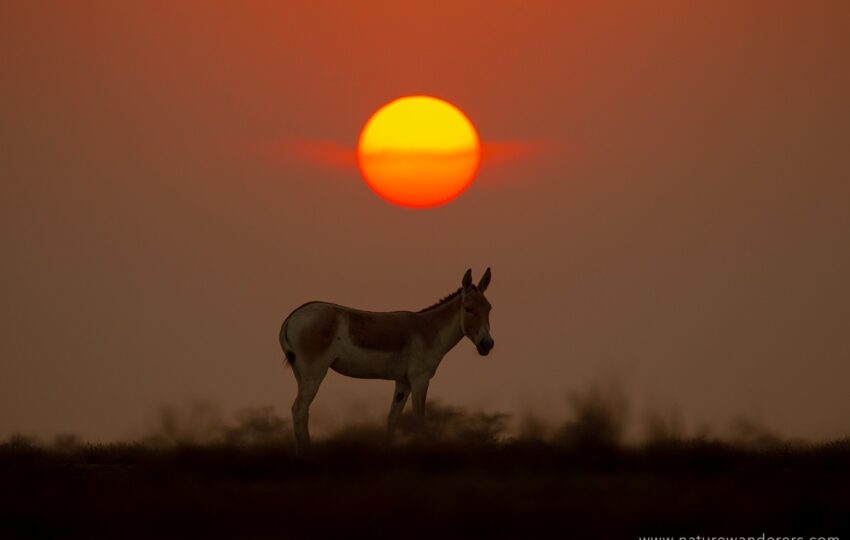 Rann-of-kuch-G06