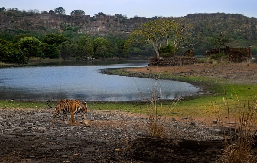 Ranthambore-G01
