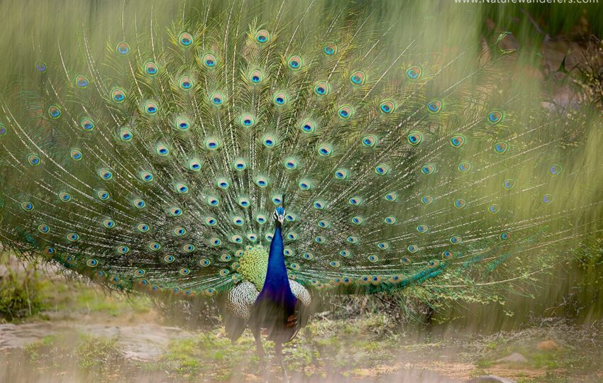 Ranthambore-G02