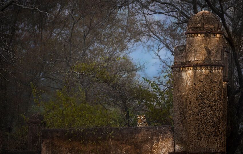 Ranthambore-G03