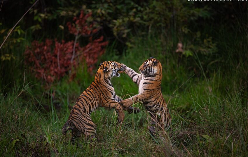 Ranthambore-G06