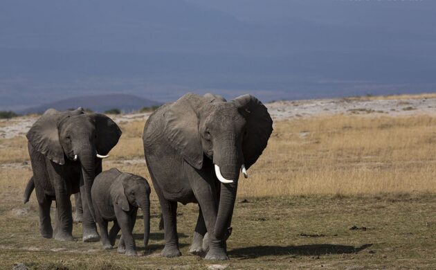 Safari Amboseli G01
