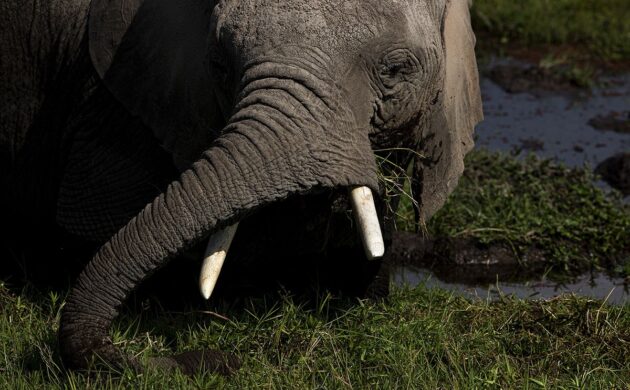 Safari Amboseli G02