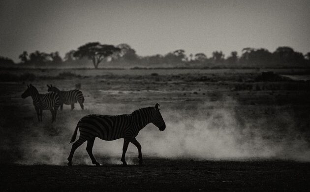 Safari Amboseli G03