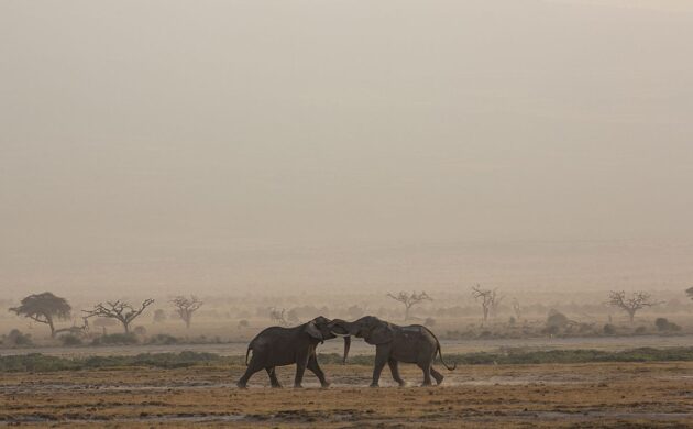 Safari Amboseli G04