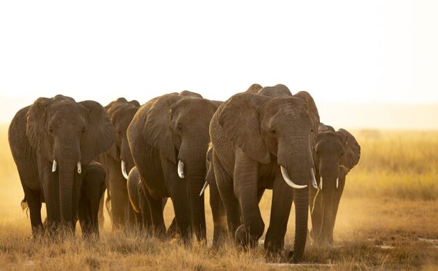 Safari Amboseli G05