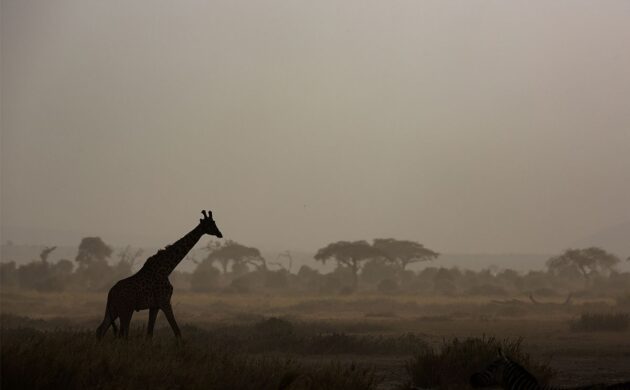 Safari Amboseli G06