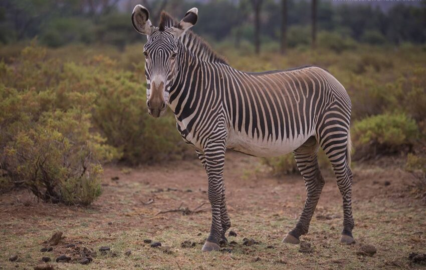 Samburu-G01