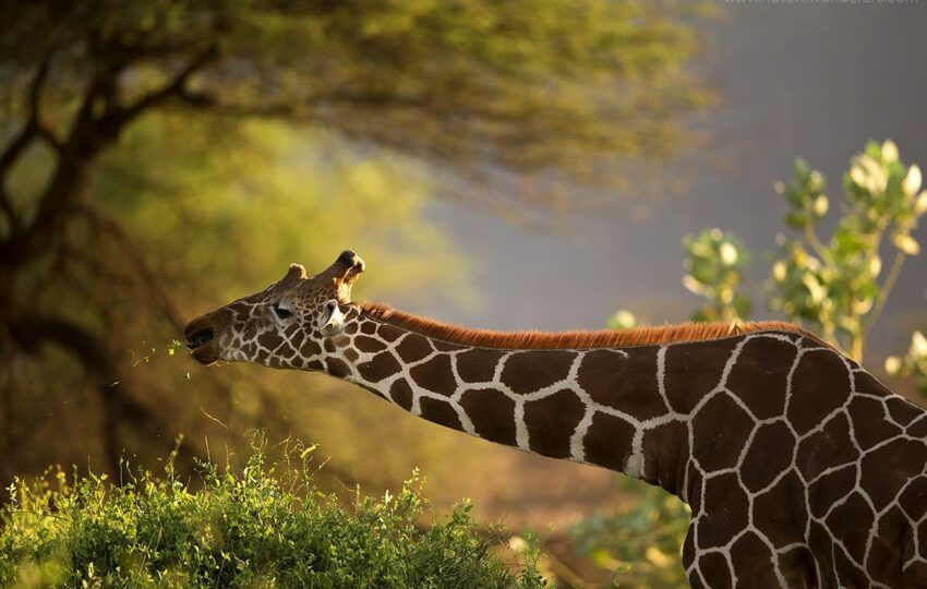 Samburu-G02