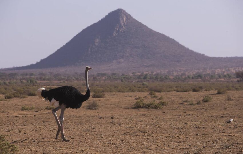 Samburu-G03