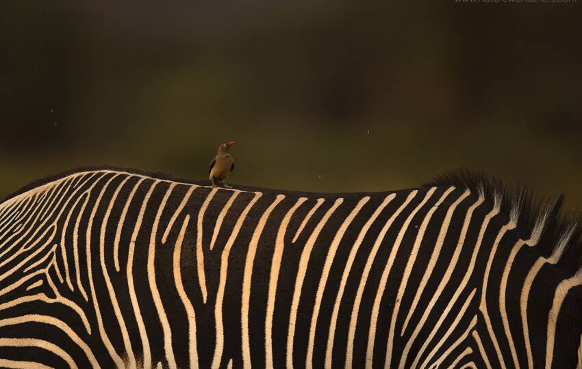 Samburu-G05