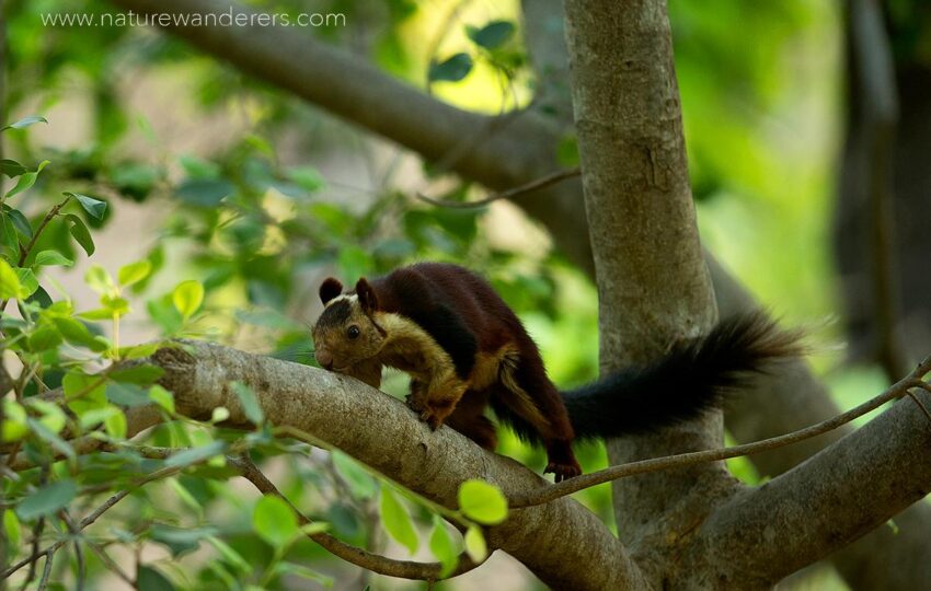 Satpura-G01