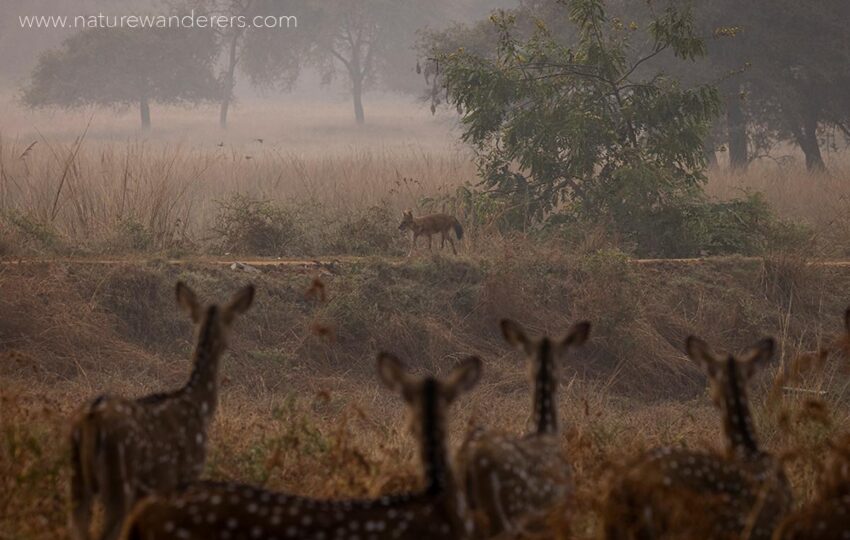 Satpura-G03