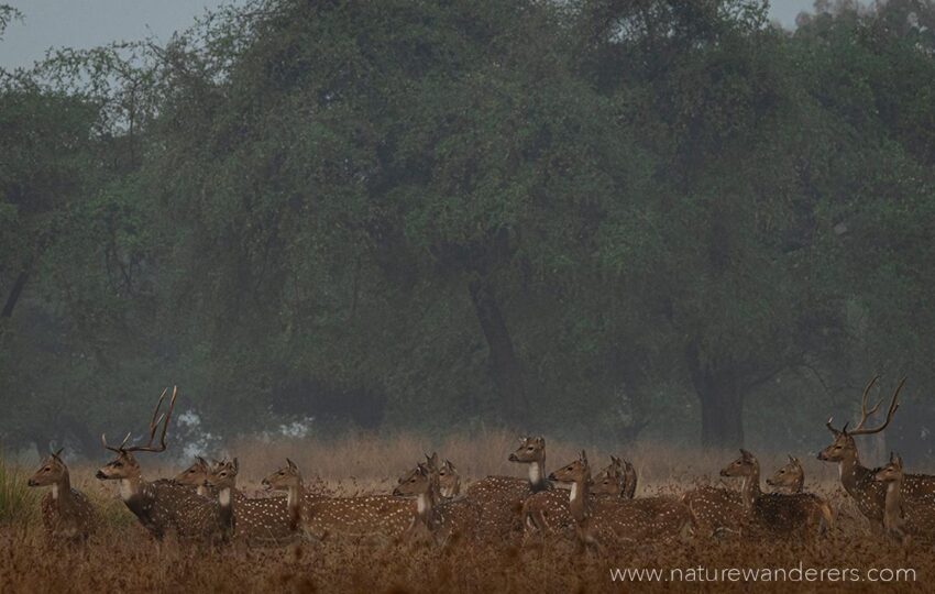 Satpura-G05
