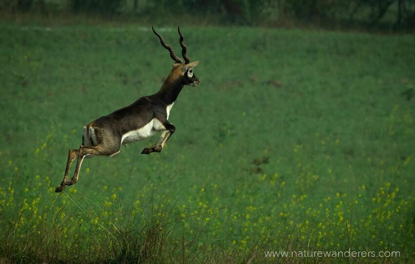 Satpura-G06