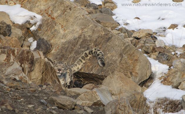 Snow Leopard G03