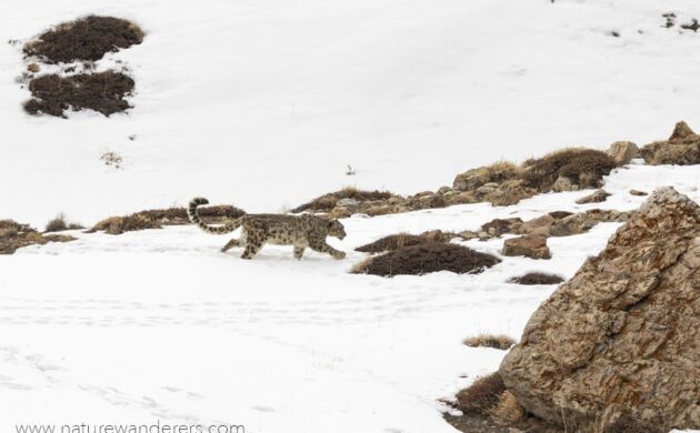 Snow Leopard G07