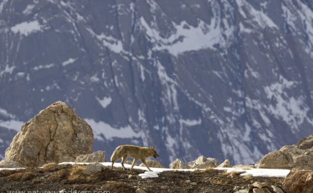 Snow Leopard G08