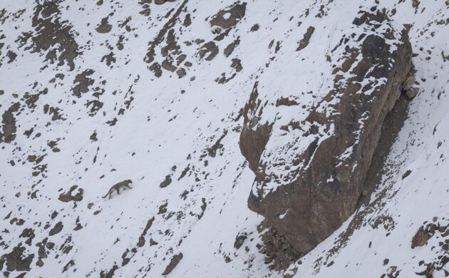 Snow Leopard G09