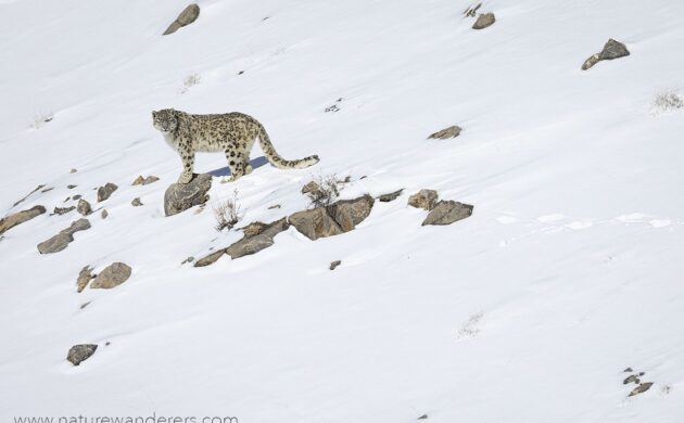 Snow Leopard G10