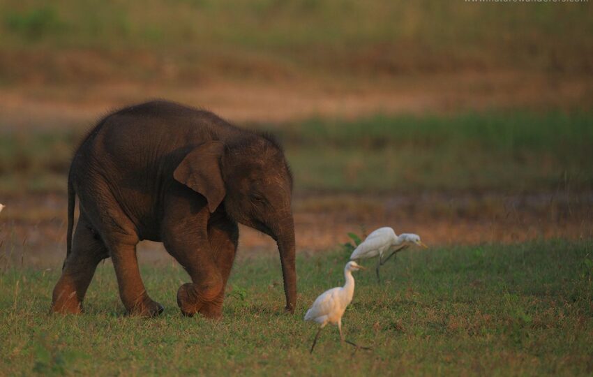 SriLanka-G07