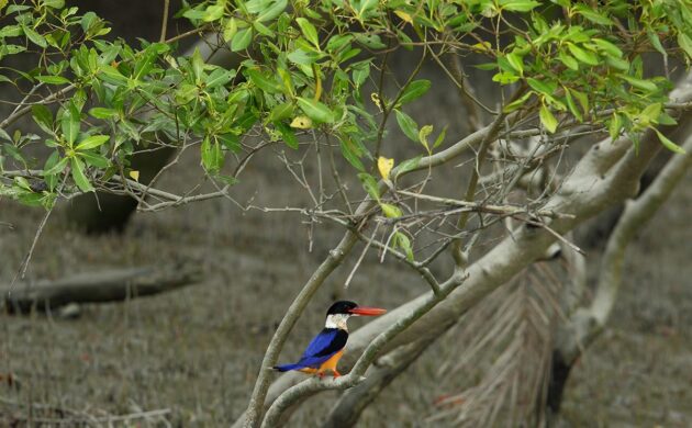 Sundarban G01