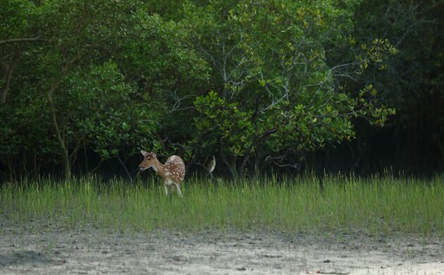 Sundarban G05