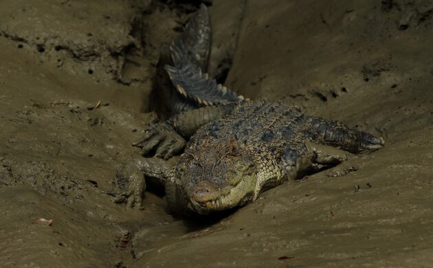 Sundarban G06