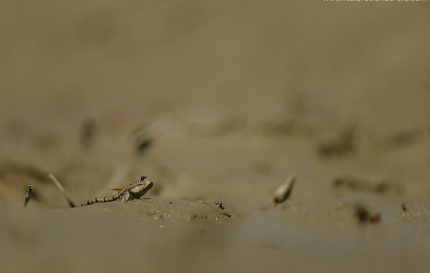 Sunderban-G03
