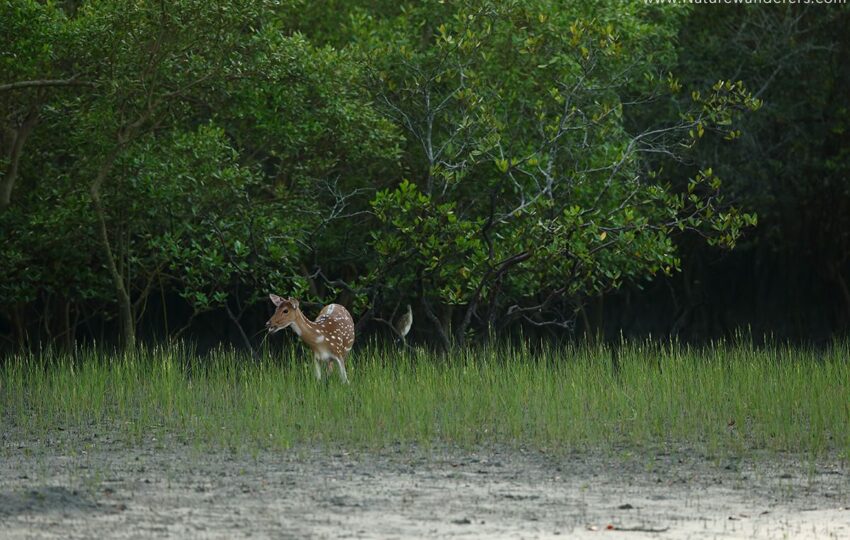 Sunderban-G05