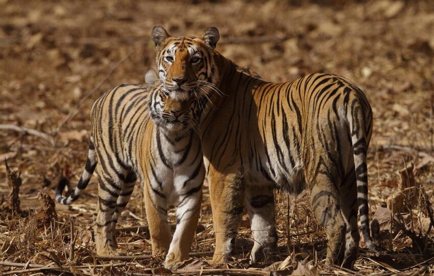 Tadoba-G1