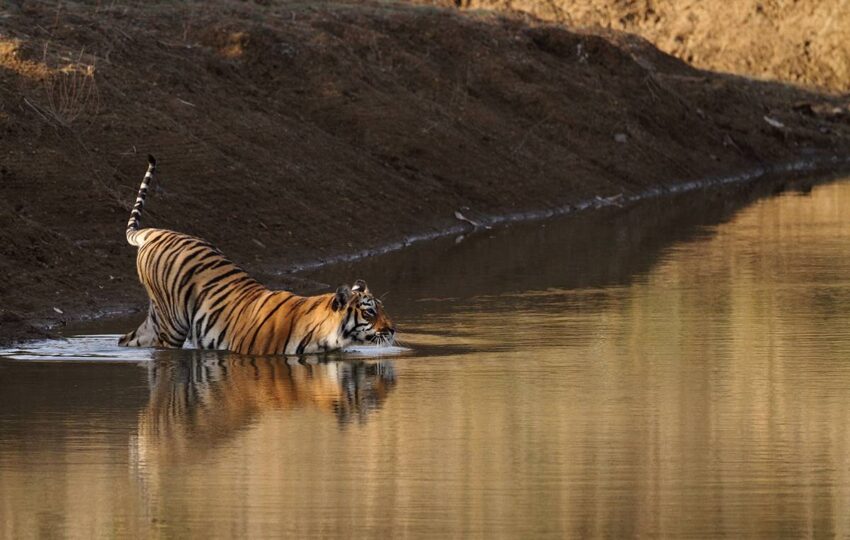 Tadoba-G2
