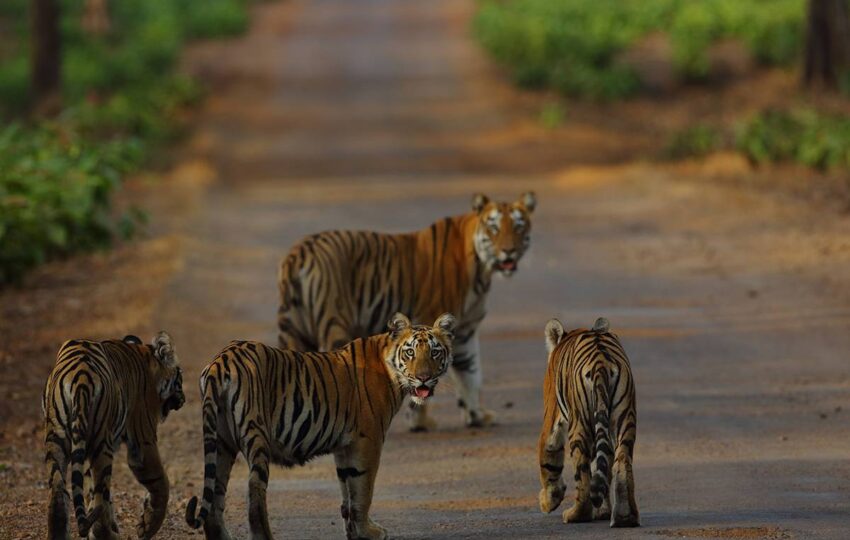 Tadoba-G3