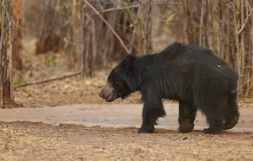 Tadoba-G4