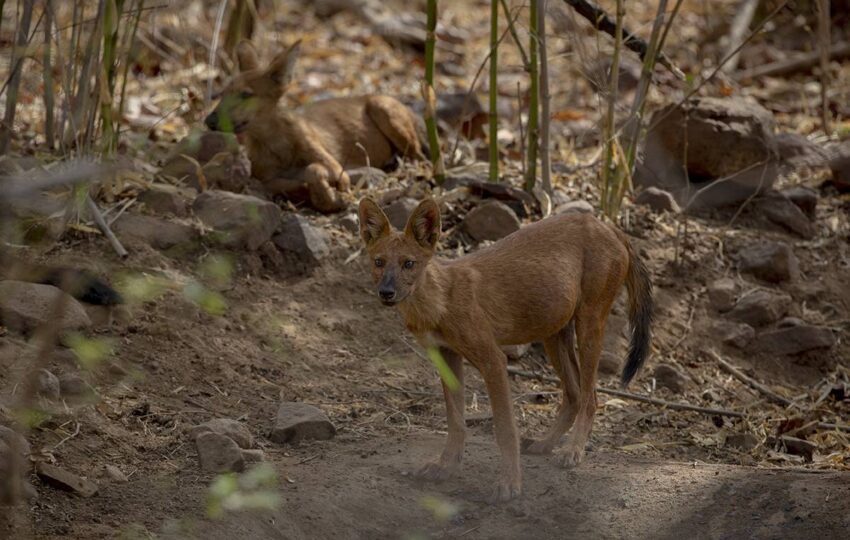 Tadoba-G5