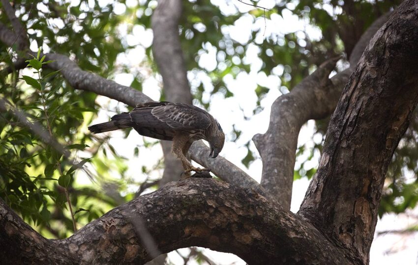Tadoba-G6