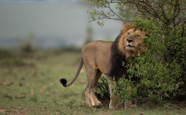Tanzania G06