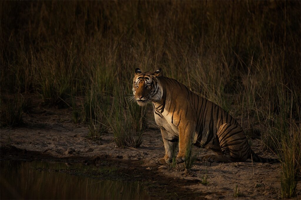 Tackling Tiger Boredom 01