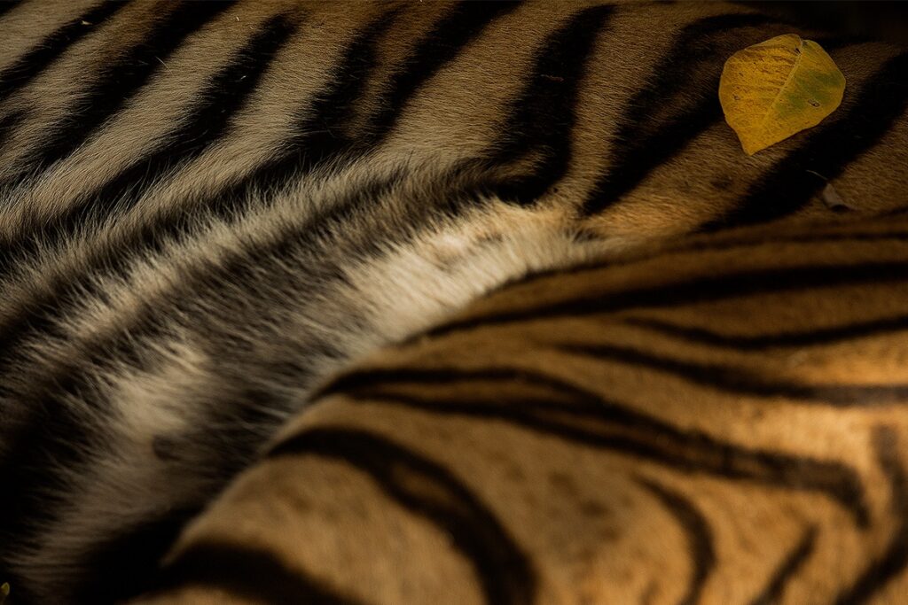 Tackling Tiger Boredom 02