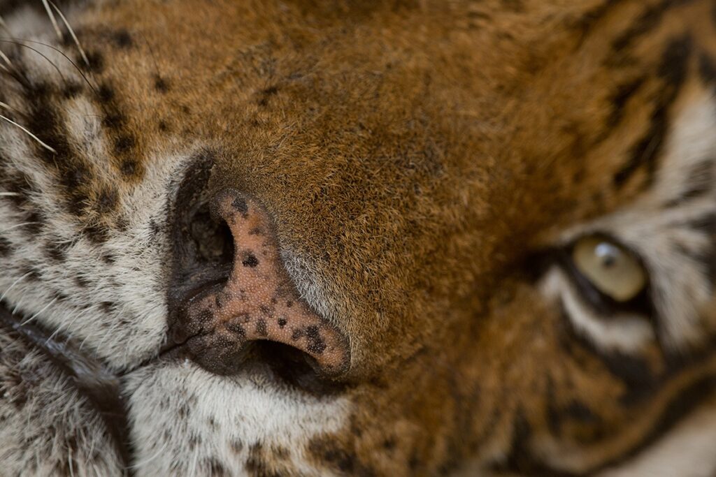 Tackling Tiger Boredom 03