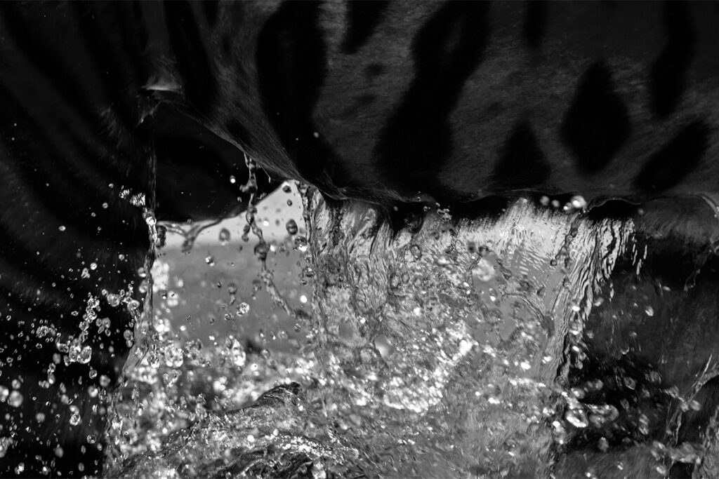 Tackling Tiger Boredom 04