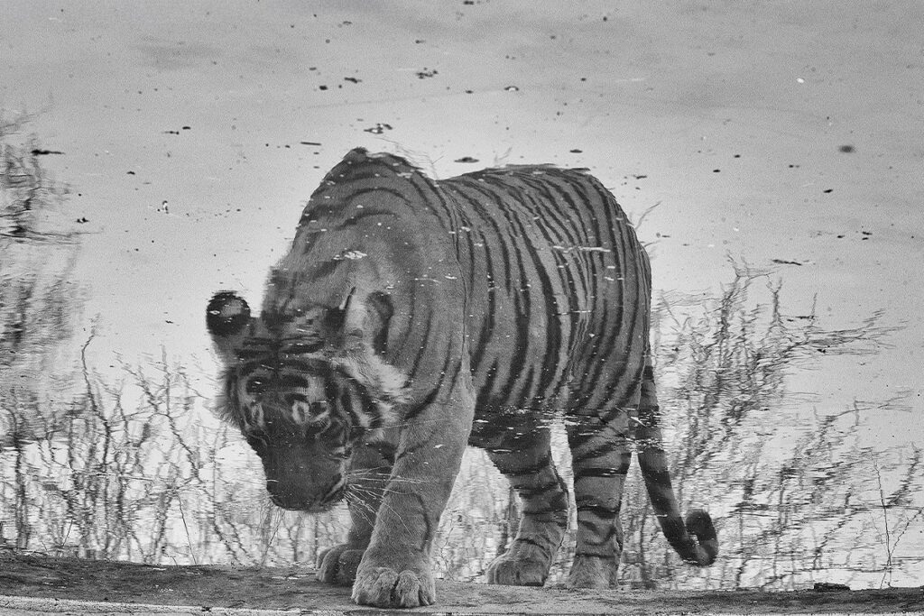 Tackling Tiger Boredom 05