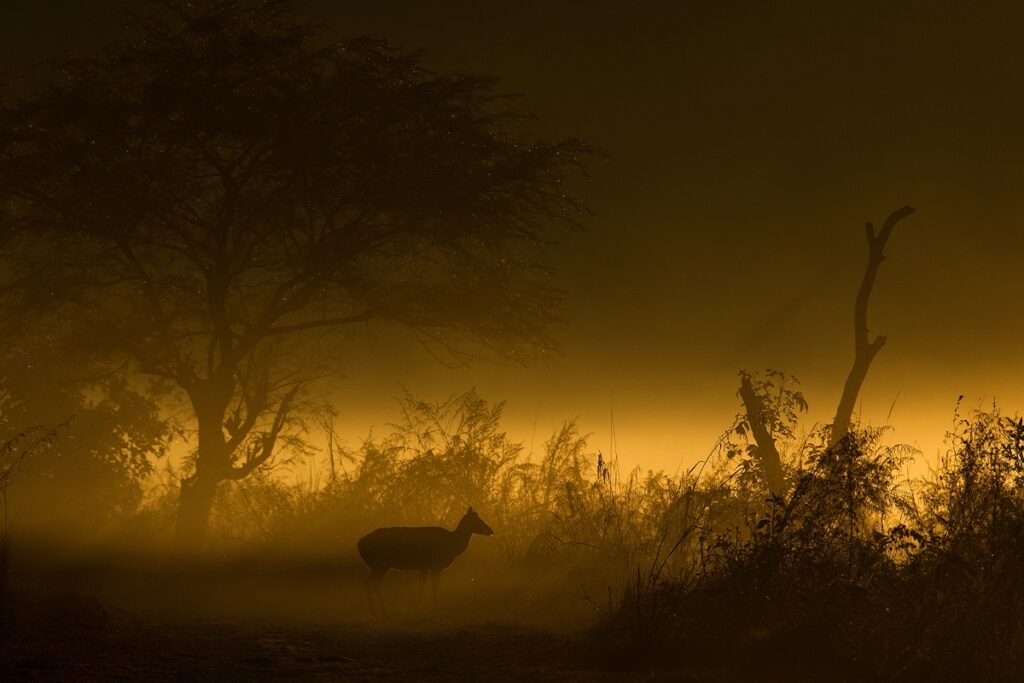 Wildlife Photography 01