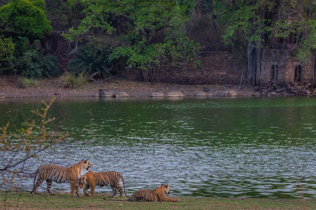 Wildlife Photography 02