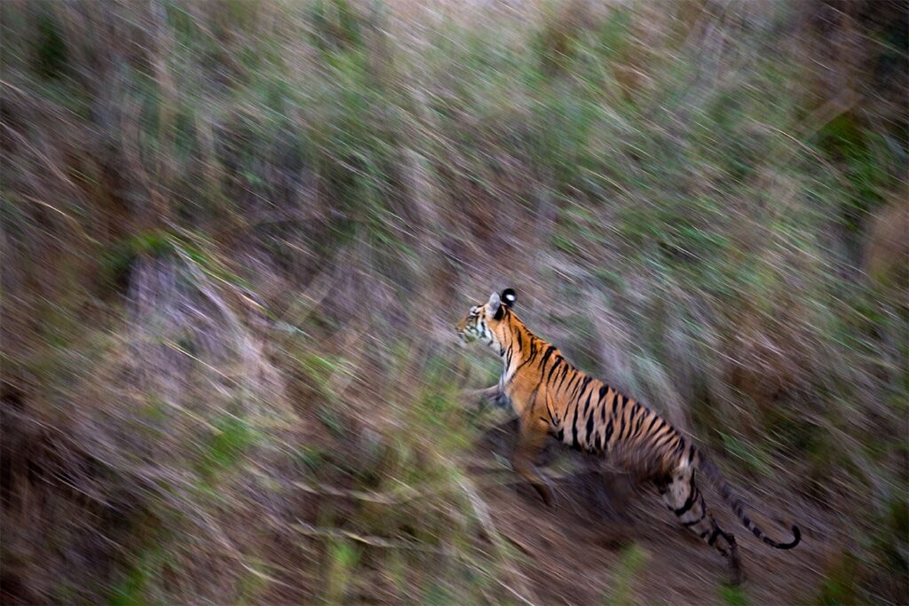 Wildlife Photography 03