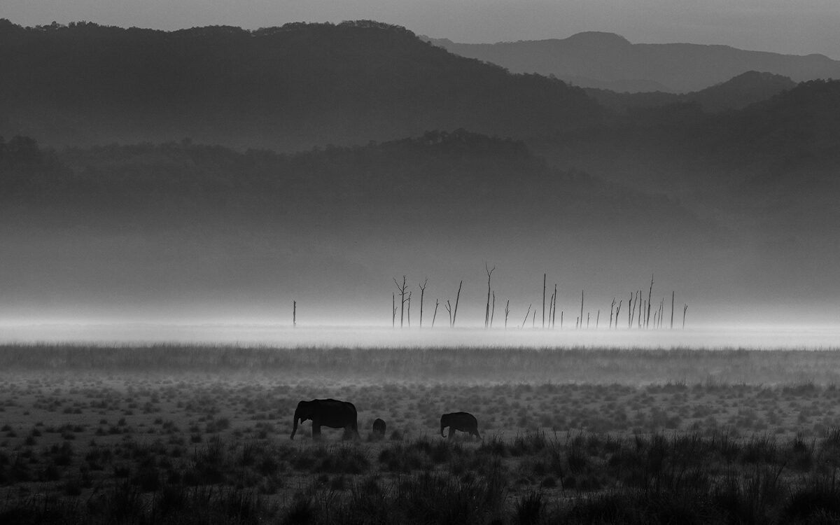 The Role of Monochrome In Wildlife Photography 17 banner Monochrome