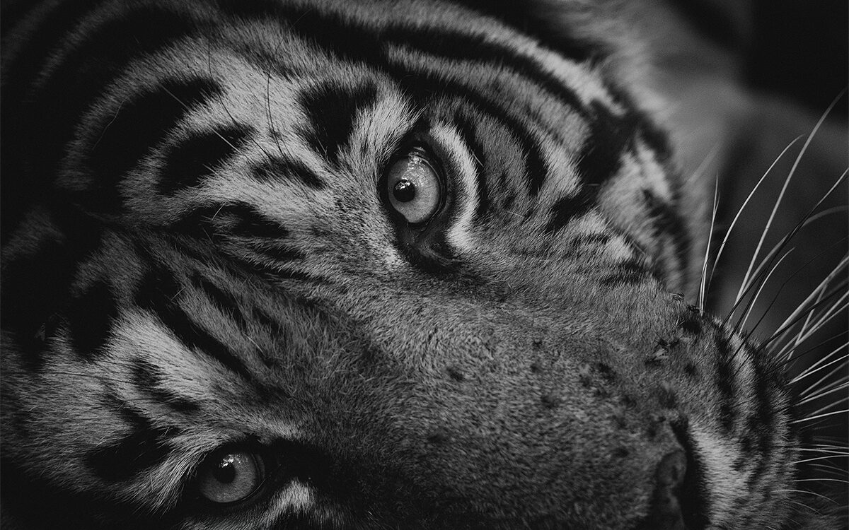 Tackling Tiger Boredom! 11 banner Tackling Tiger Boredom