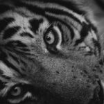 banner Tackling Tiger Boredom