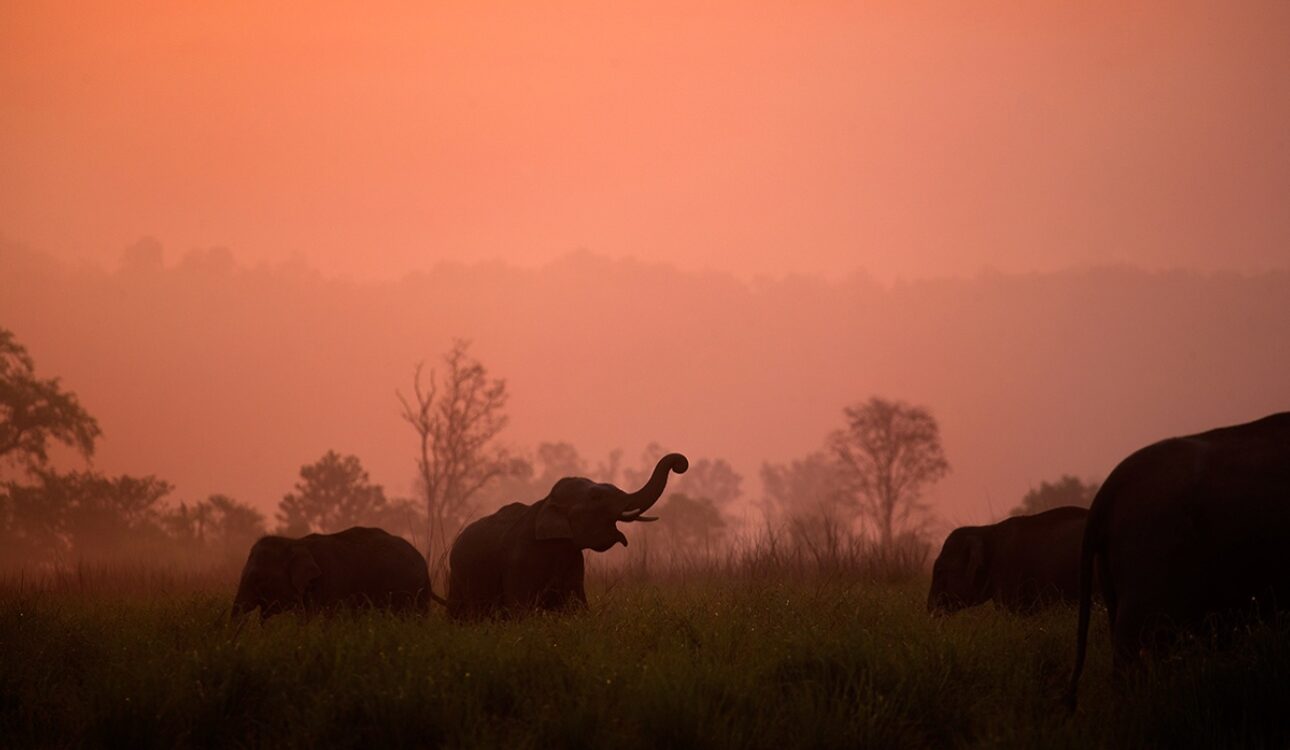 Wildlife Photography: The Art Behind The Craft 25 banner Wildlife Photography